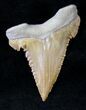 Palaeocarcharodon Fossil Shark Tooth - #19782-1